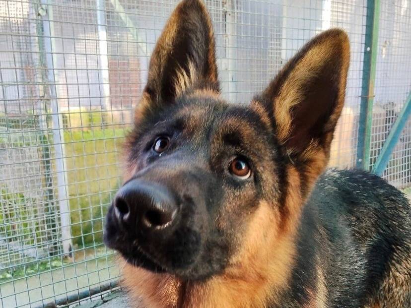 Adozione cane, femmina, Pastore tedesco Razza sconosciuta, 3 anni e 1 mese, taglia media, Latina