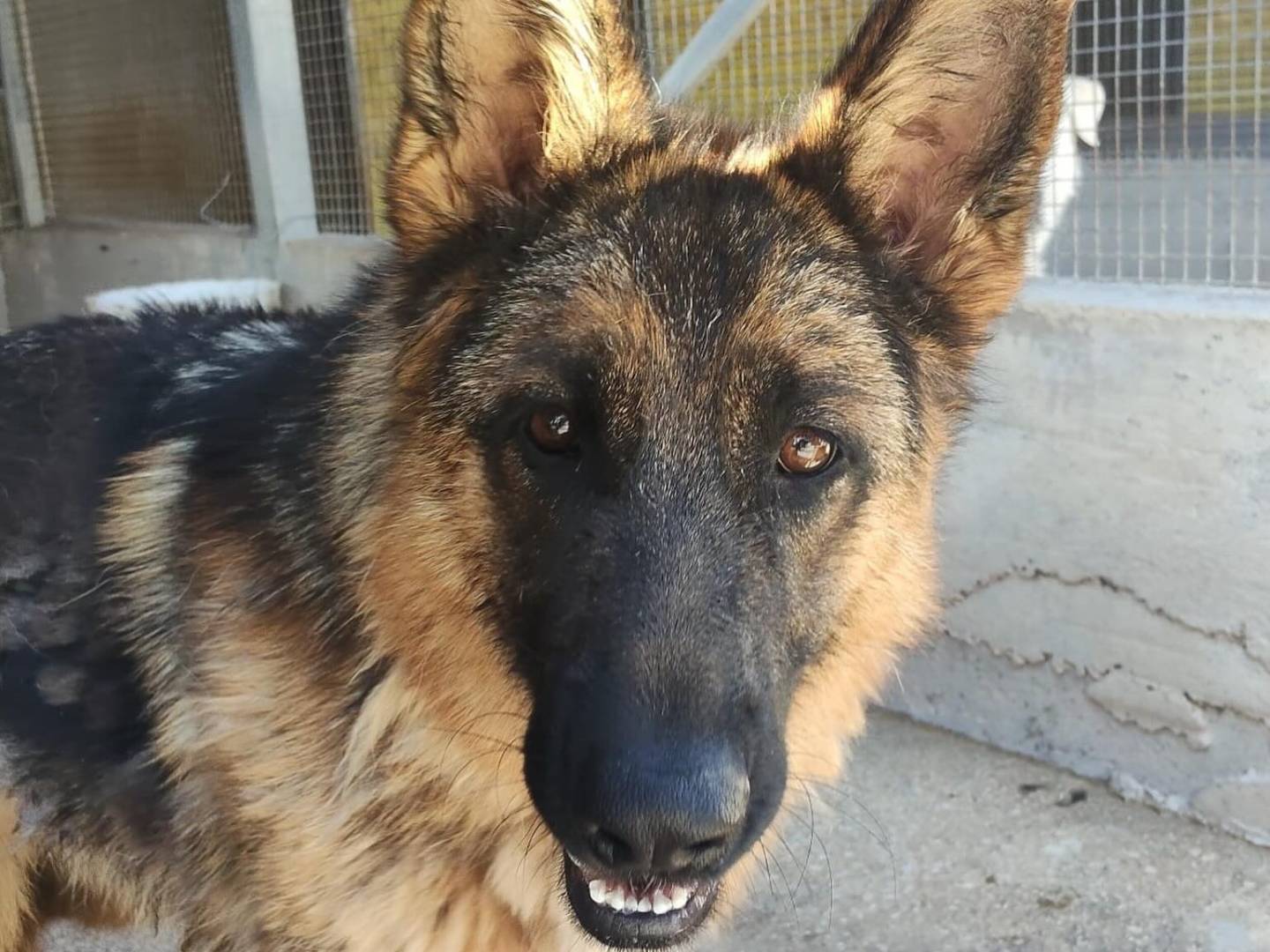 Adotta un cane, taglia media, femmina, Latina