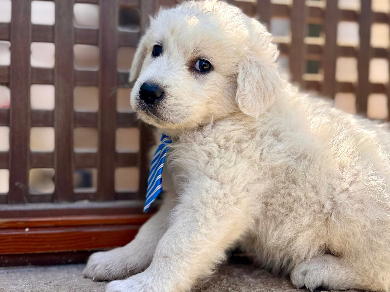 Vuoi adottare un cane a Lecce?