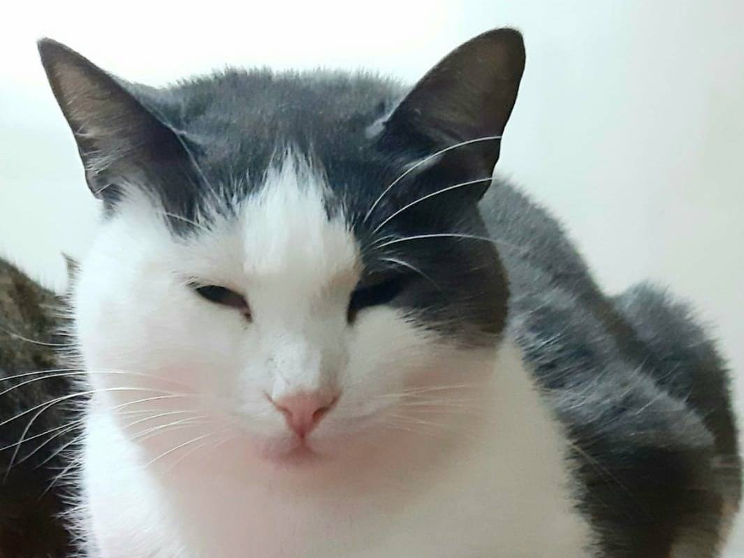 Adotta un gatto, taglia non valida, femmina, Genova
