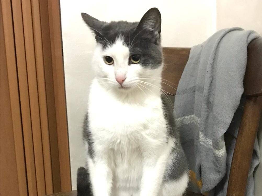 Adotta il gatto Piuma a Genova