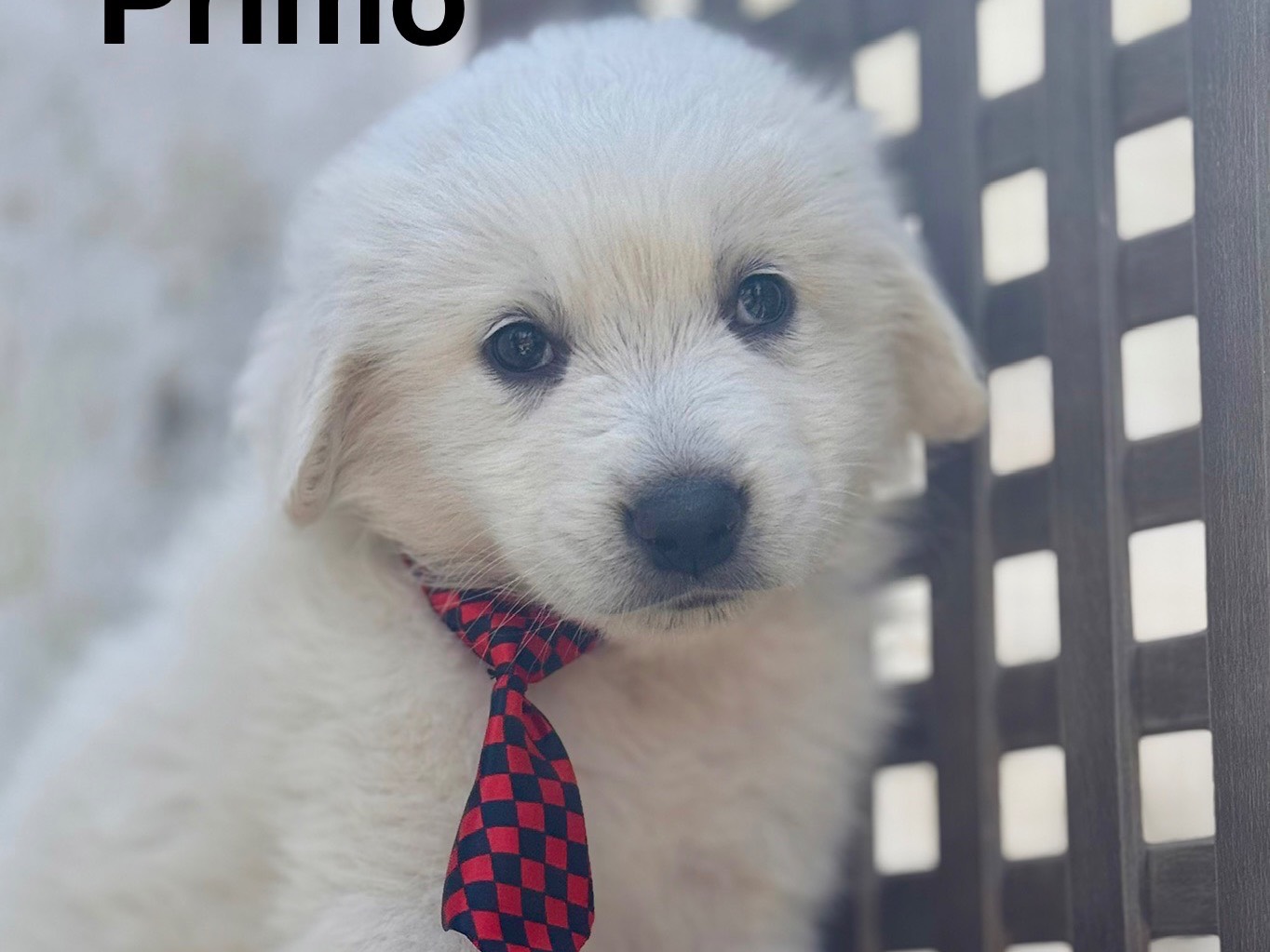 Adozione cane, maschio, Pastore maremmano Razza sconosciuta, 1 mesi, taglia grande, Lecce