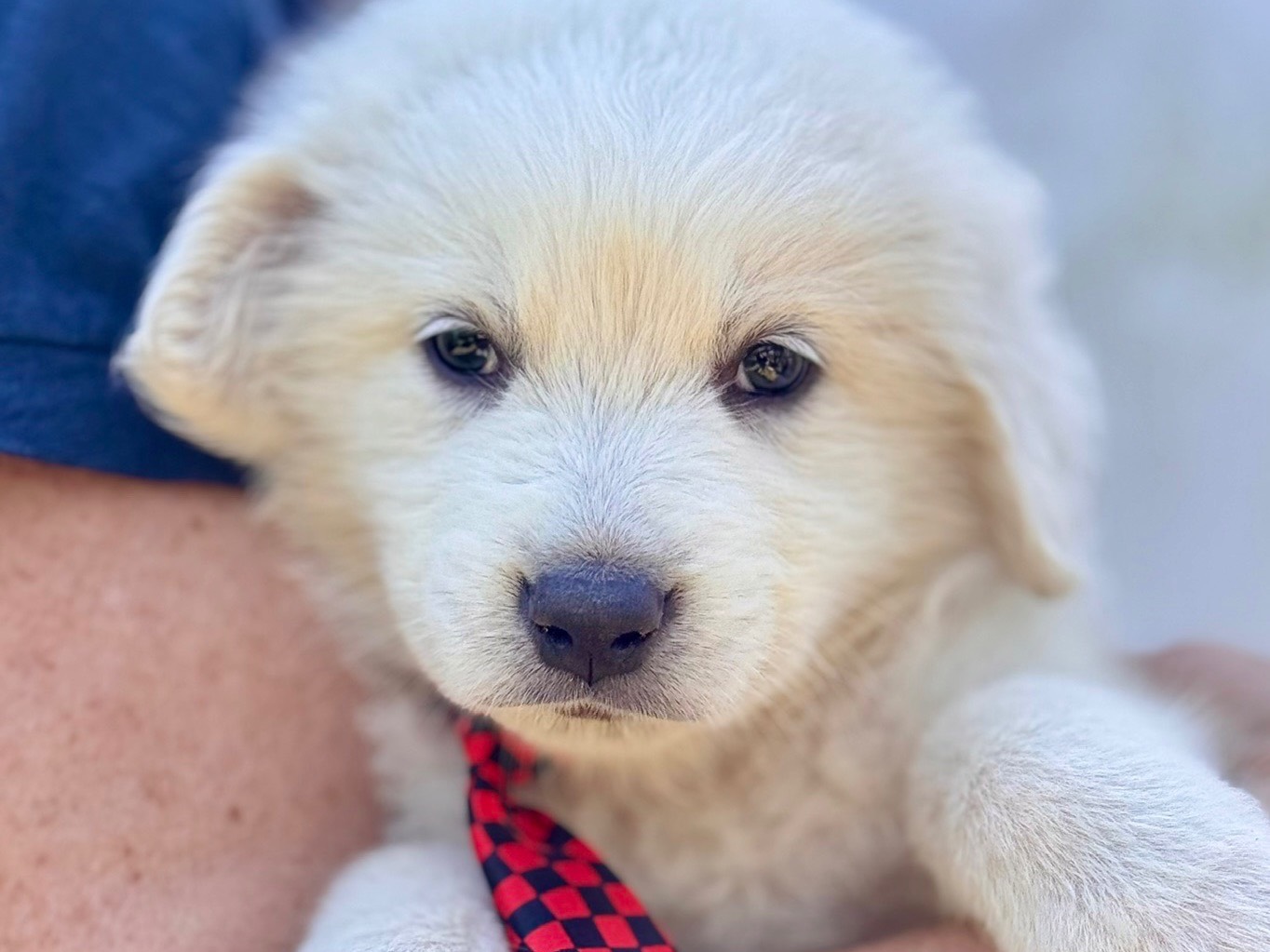 Adotta un cane, maschio, 1 mesi, Lecce