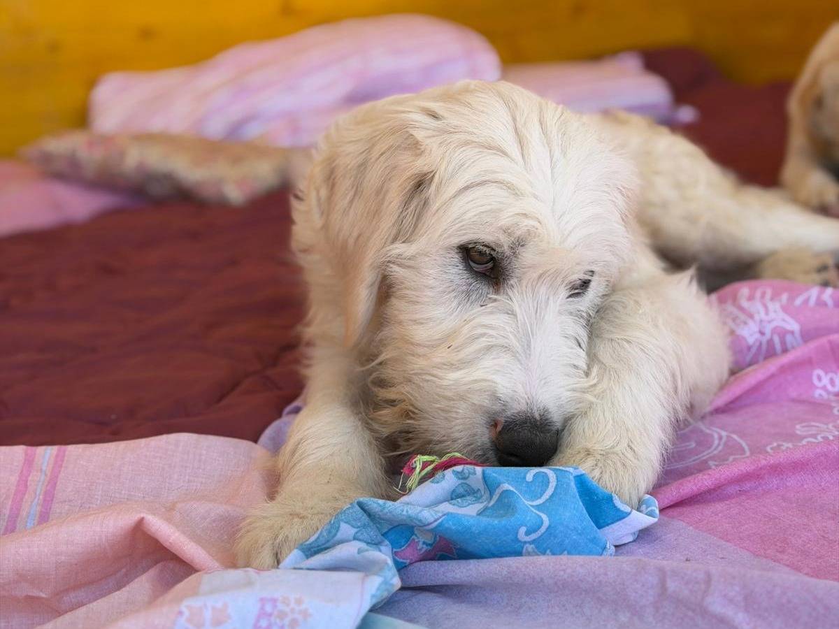 Adozione cane, maschio, Spinone Razza sconosciuta, 6 mesi, taglia grande, Latina