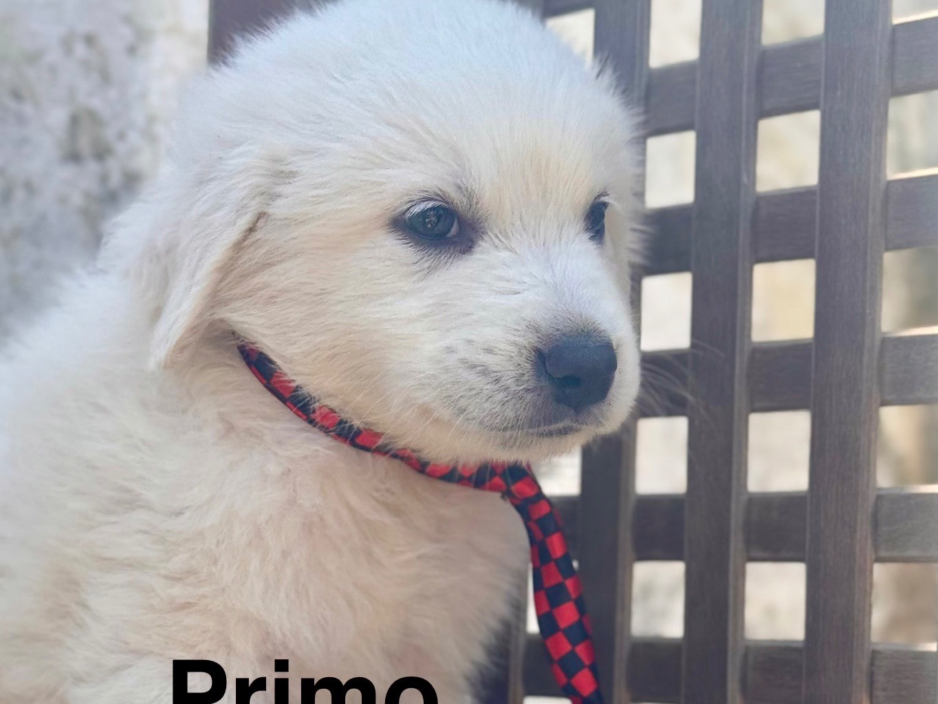 Adotta un cane, taglia grande, maschio, Lecce