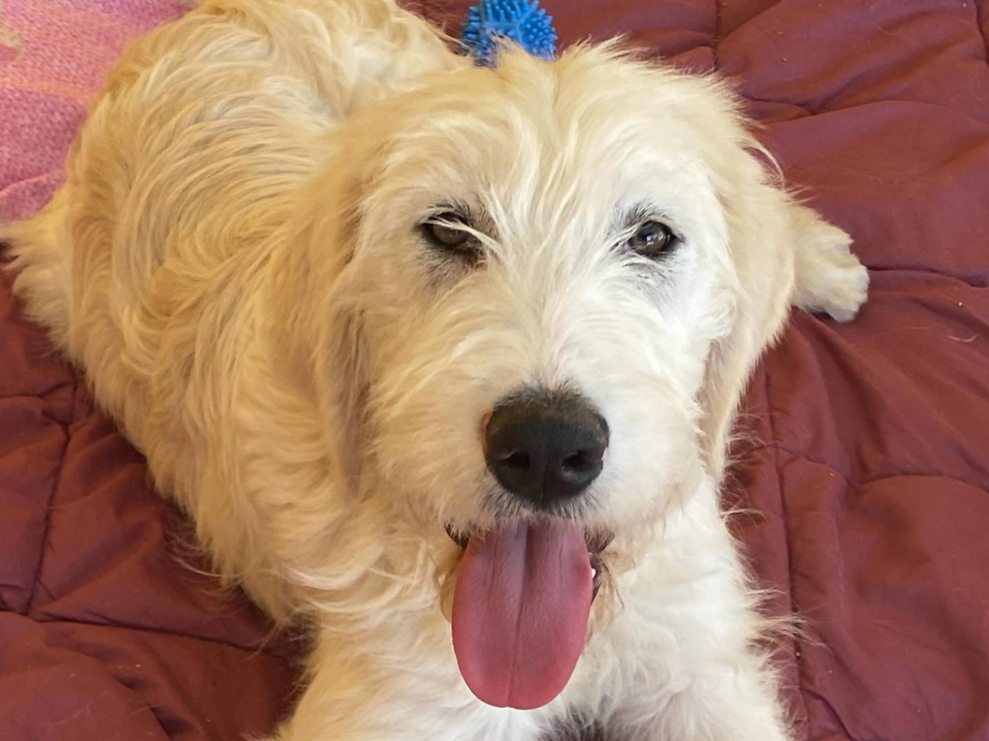 Adotta un cane, maschio, 6 mesi, Latina