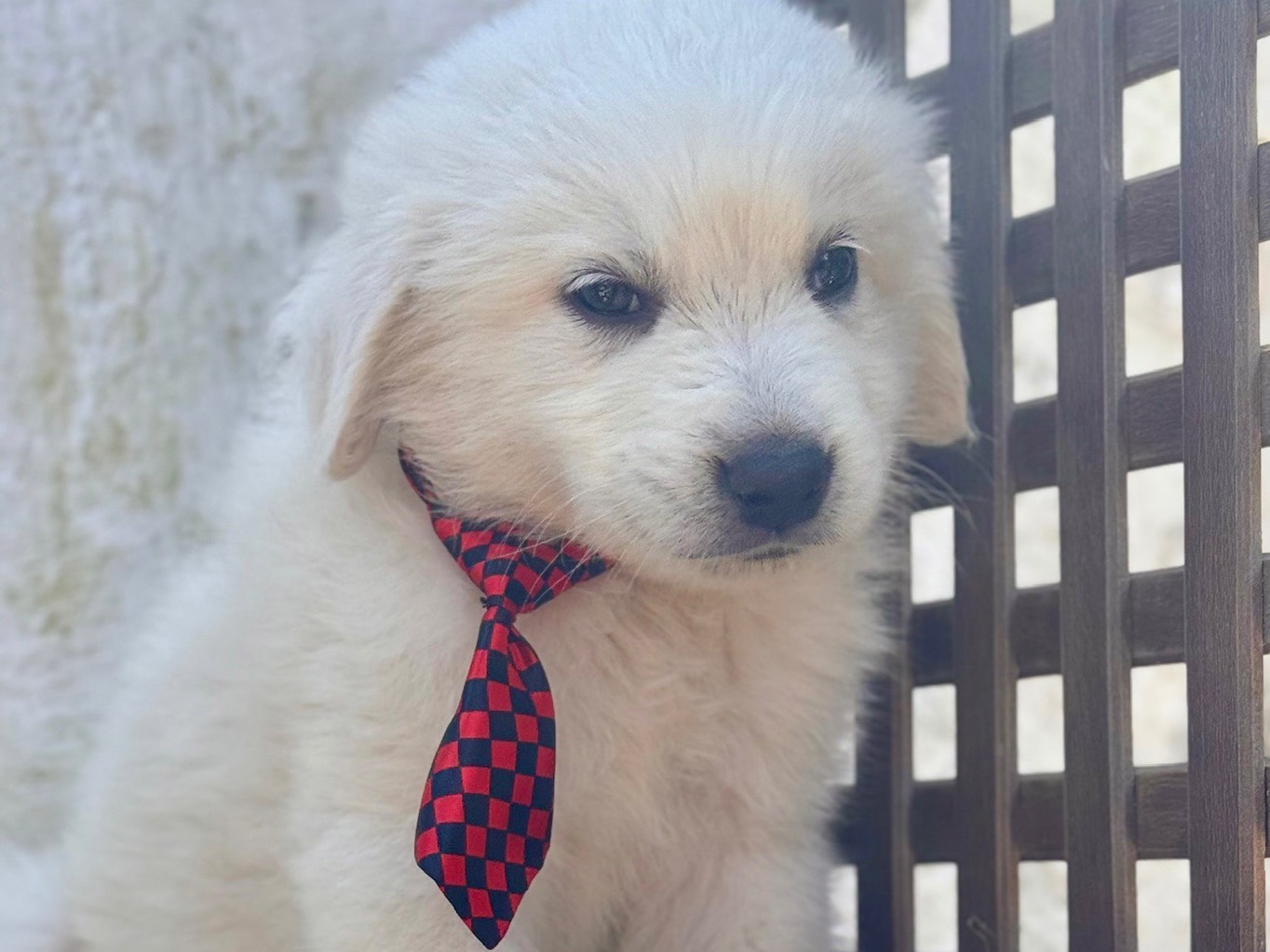 Vuoi adottare un cane a Lecce?