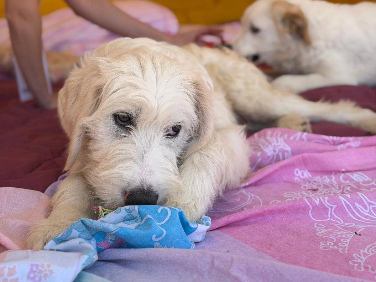 Adotta un cane, taglia grande, maschio, Latina