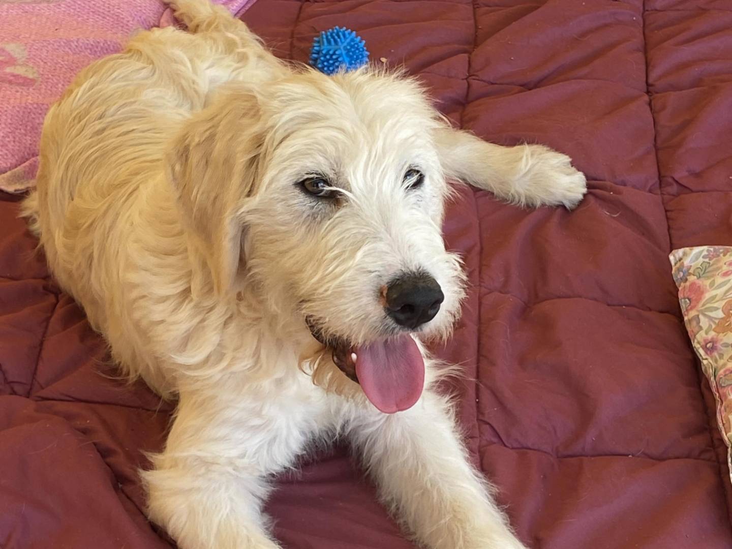 Vuoi adottare un cane a Latina?
