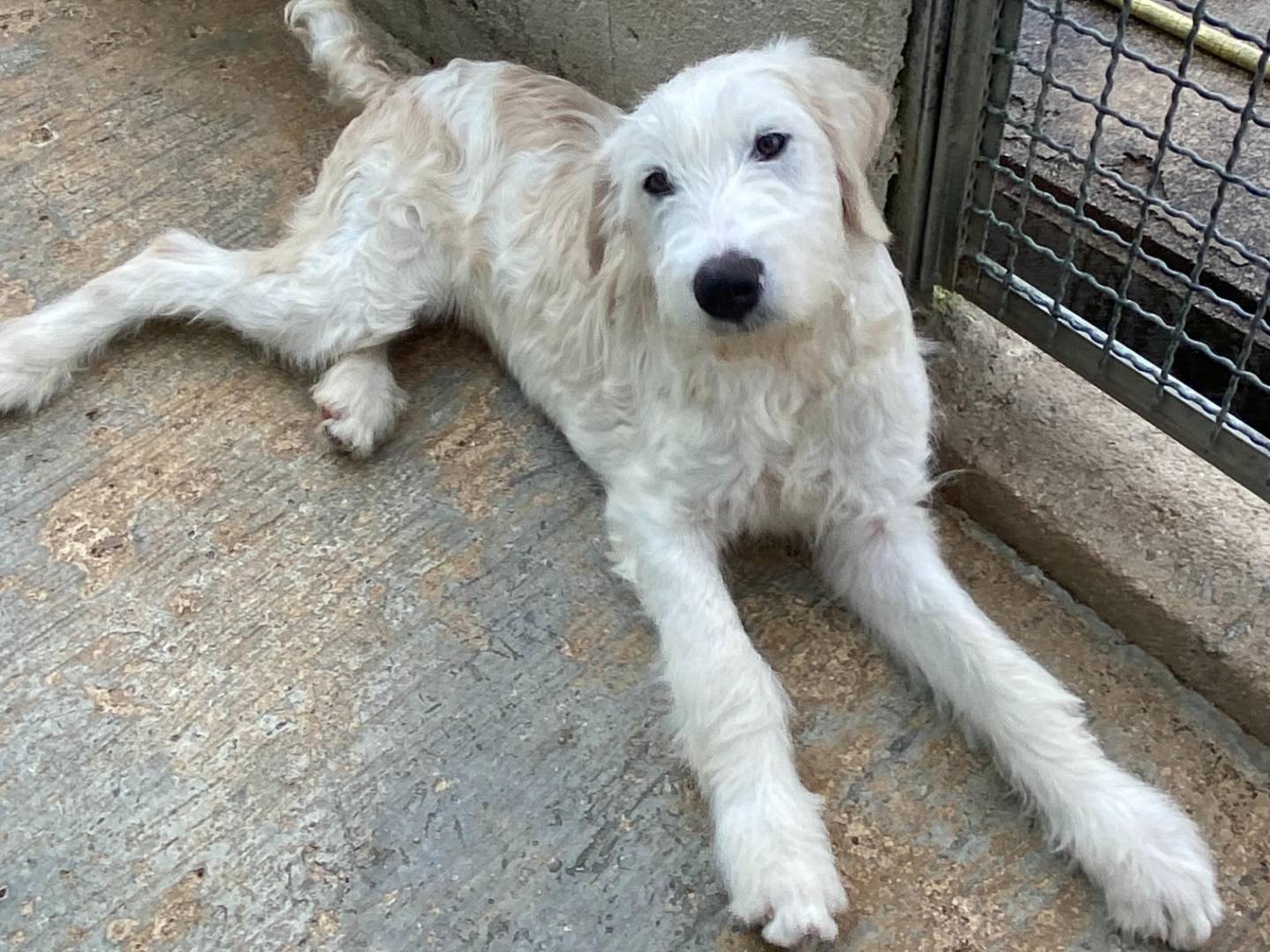 Adotta il cane KARL a Latina
