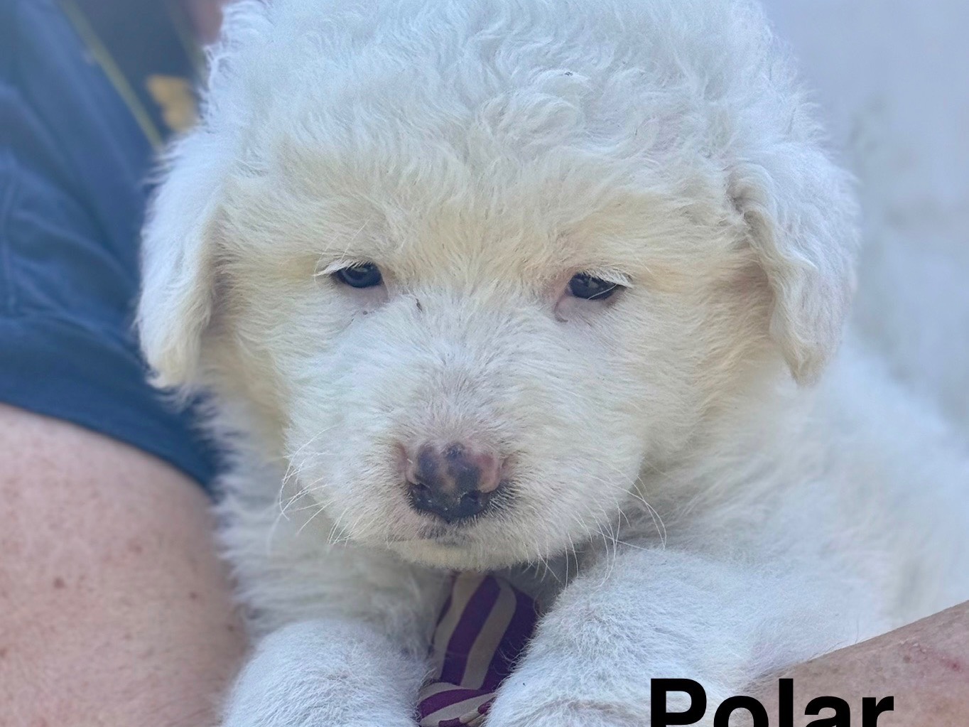 Adotta un cane, maschio, 2 mesi, Lecce