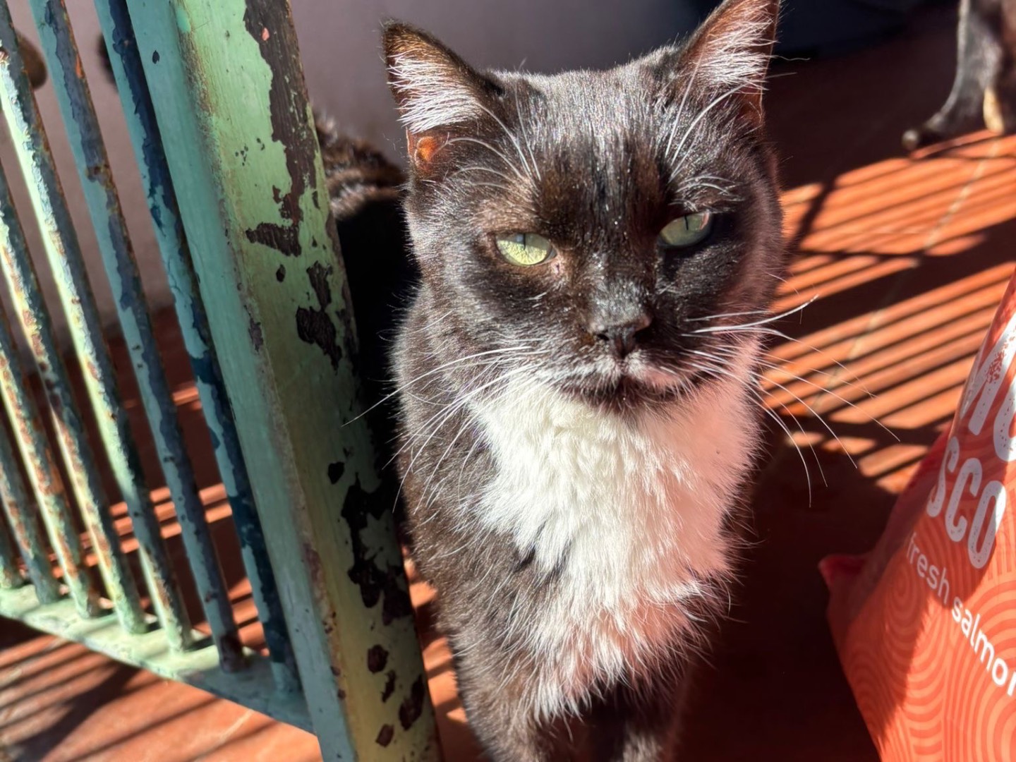 Adozione gatto, femmina, Razza sconosciuta Razza sconosciuta, 3 anni e 3 mesi, taglia non valida, Messina