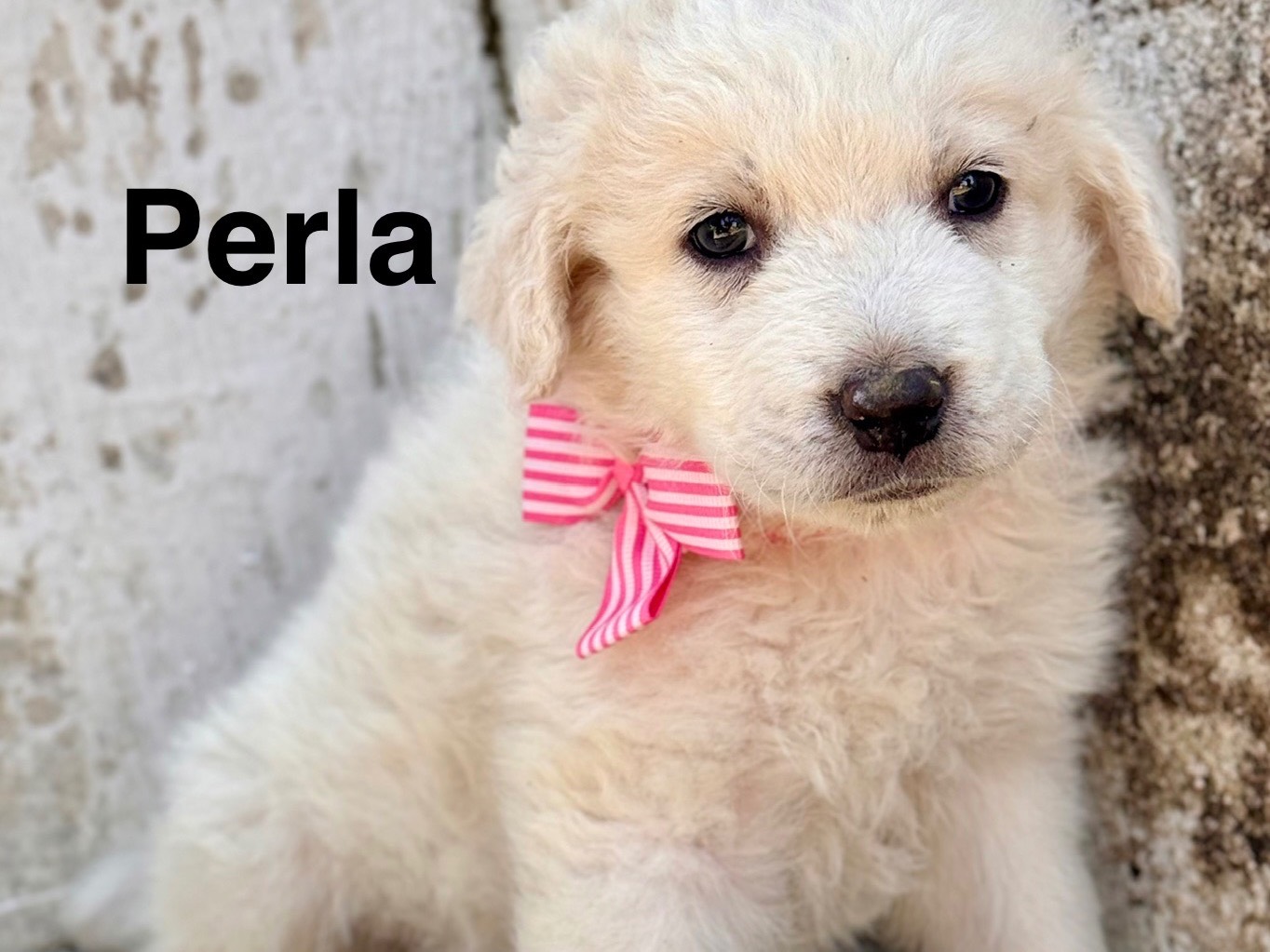 Adotta un cane, femmina, 1 mesi, Lecce