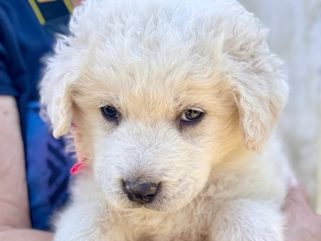 Vuoi adottare un cane a Lecce?