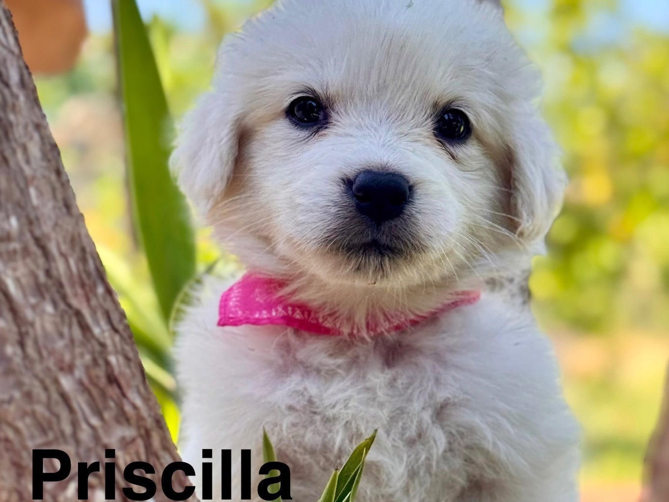 Adozione cane, femmina, Pastore maremmano Razza sconosciuta, 1 mesi, taglia grande, Lecce