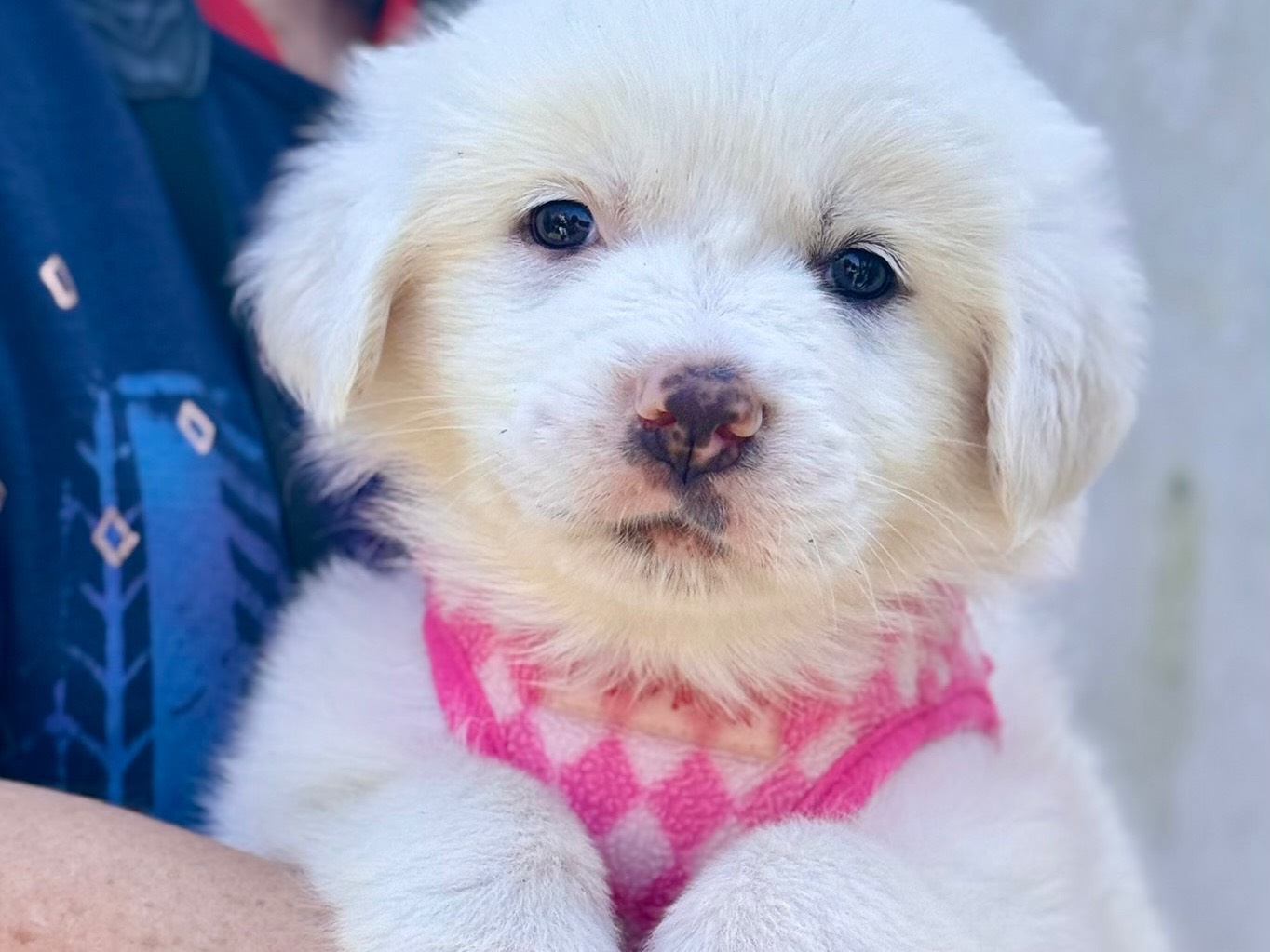Adotta un cane, femmina, 1 mesi, Lecce
