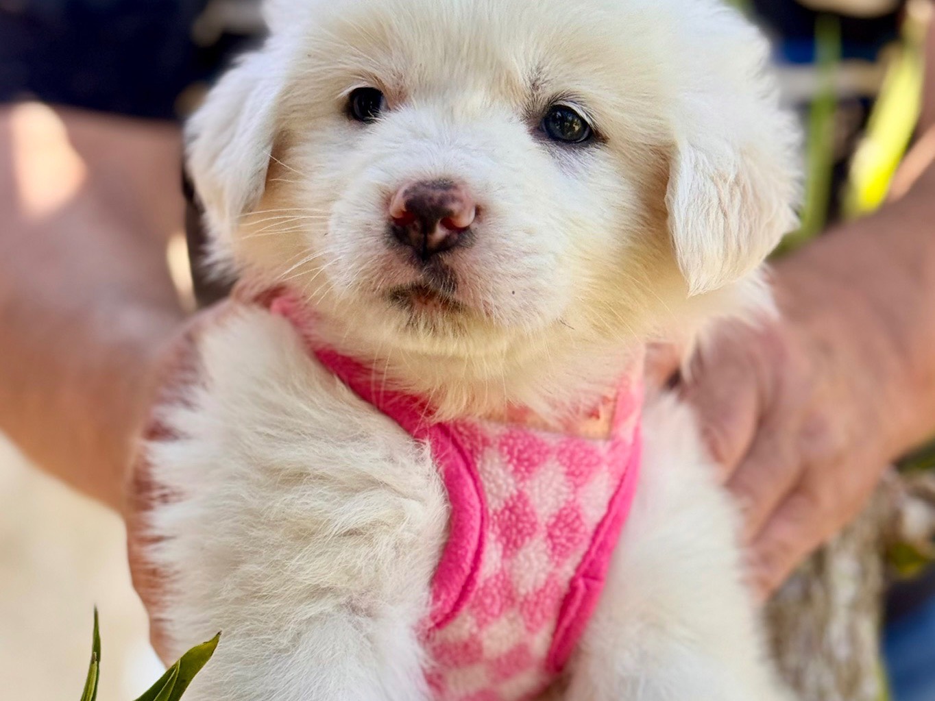 Adotta un cane, taglia grande, femmina, Lecce