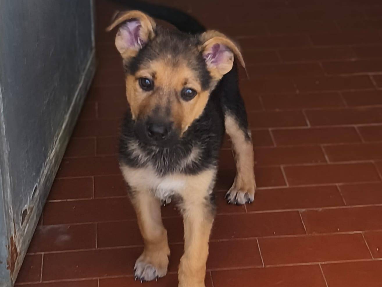 Adotta un cane, maschio, 3 mesi, Lucca