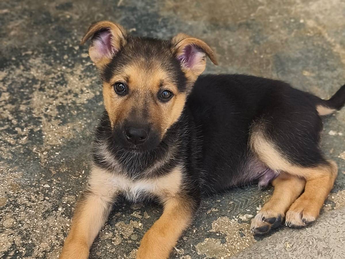 Adozione cane, maschio, Razza sconosciuta Razza sconosciuta, 3 mesi, taglia media contenuta, Lucca