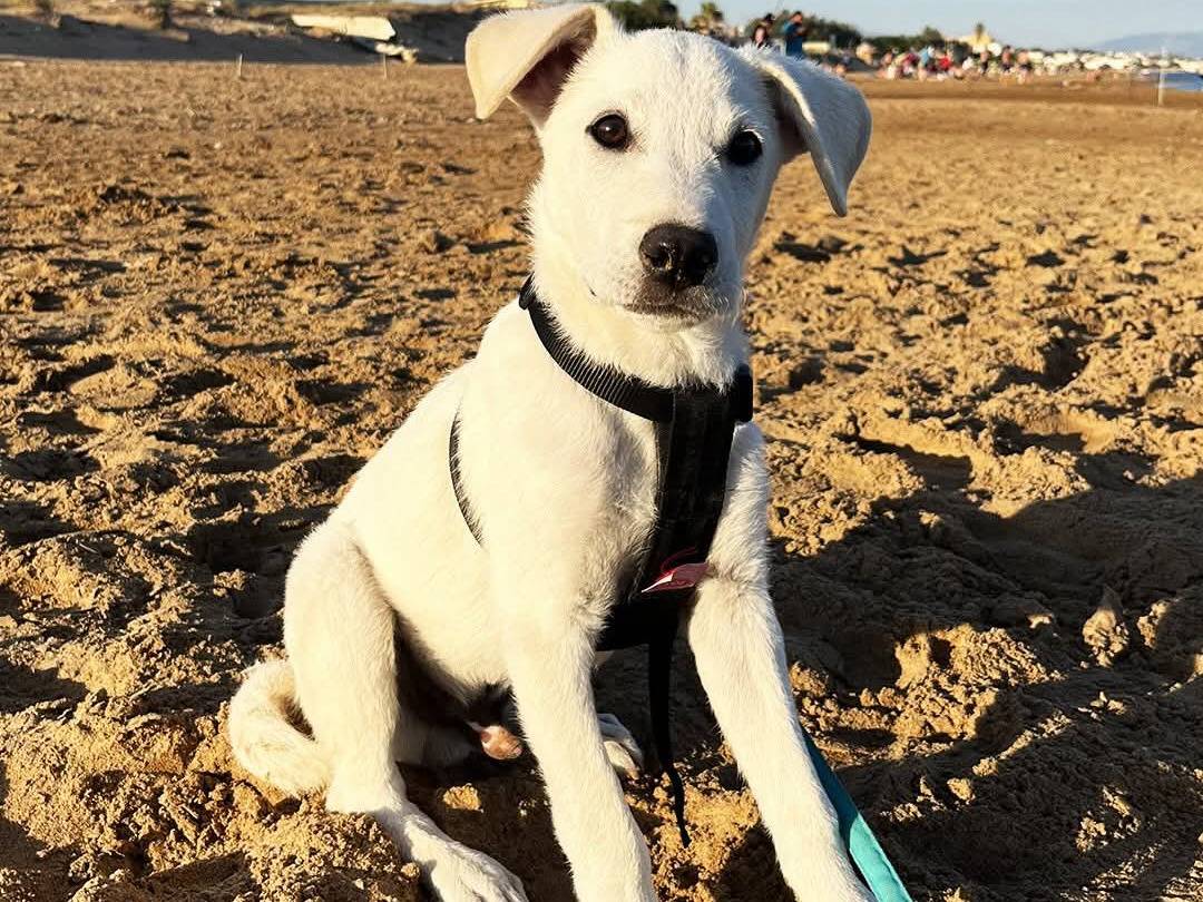 Adozione cane, maschio, Razza sconosciuta Razza sconosciuta, 3 mesi, taglia media, Trapani
