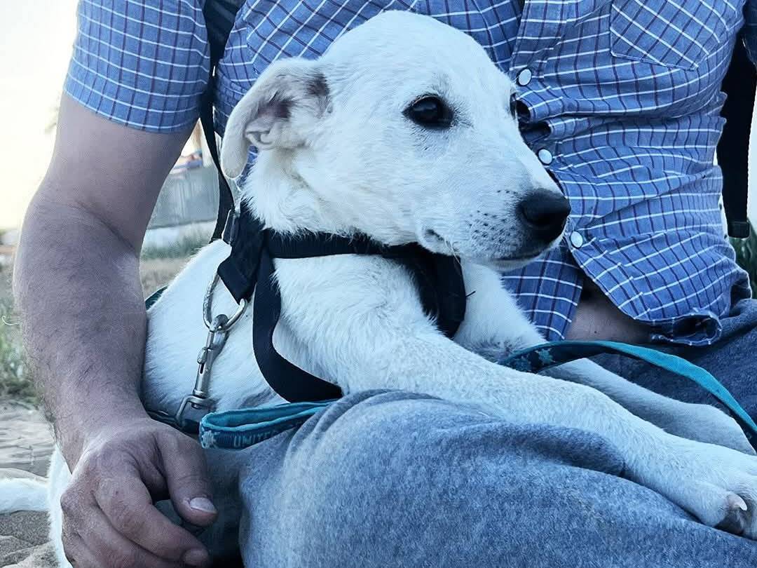 Adotta un cane, maschio, 3 mesi, Trapani
