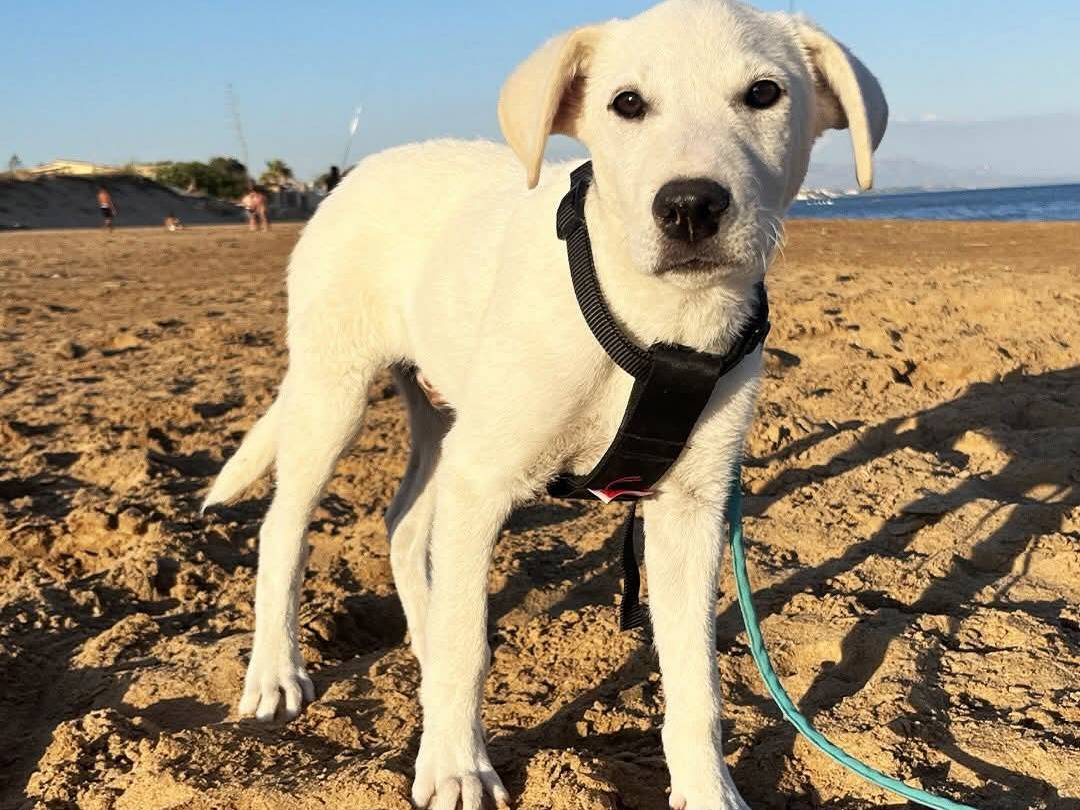 Adotta un cane, taglia media, maschio, Trapani