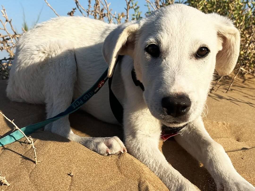 Vuoi adottare un cane a Trapani?