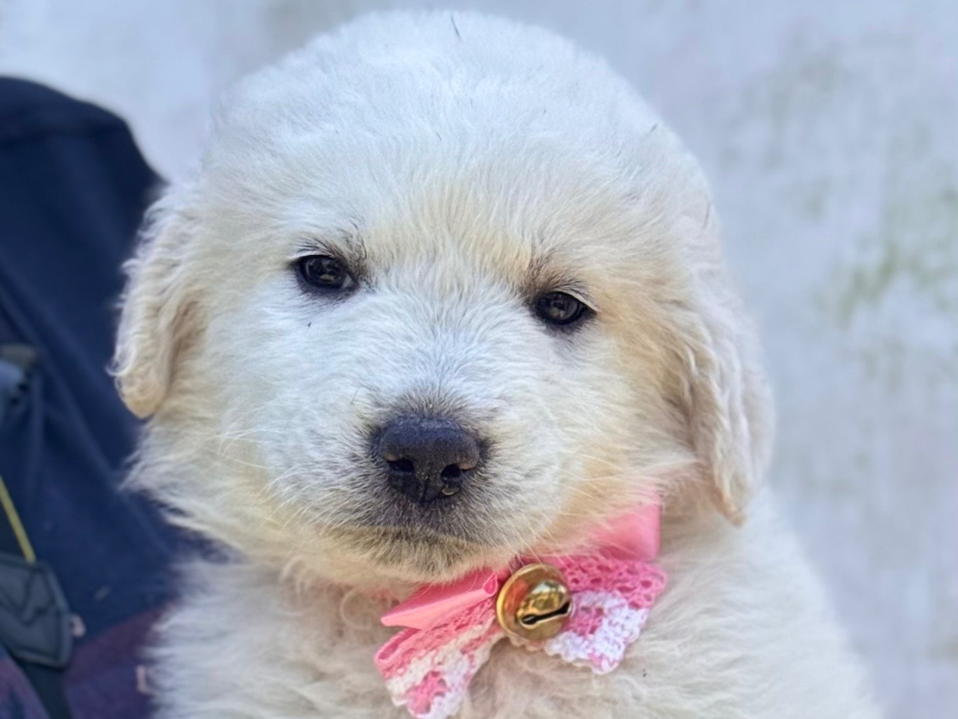 Adotta un cane, femmina, 1 mesi, Lecce