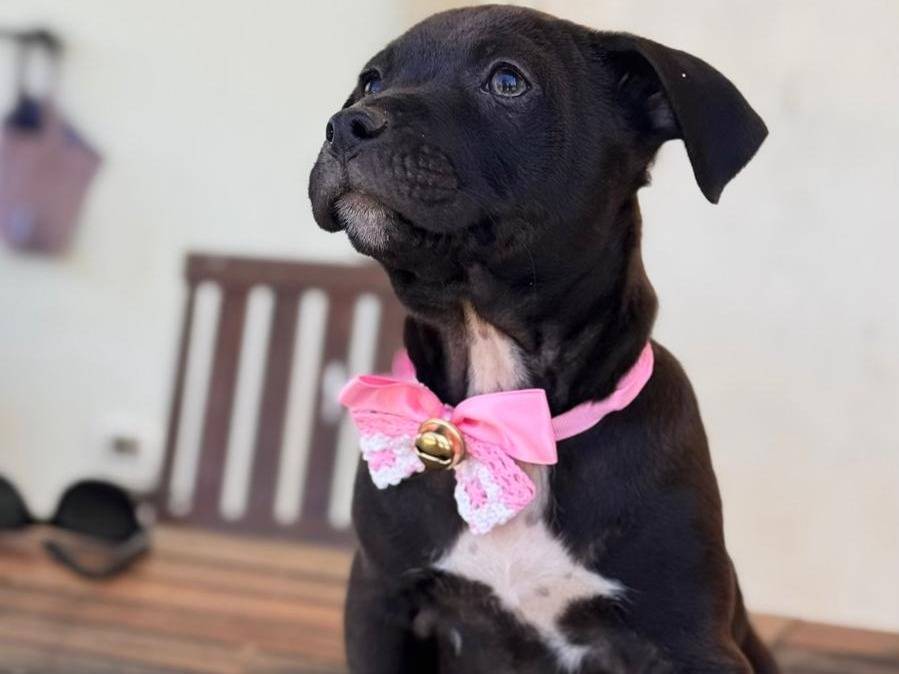 Adozione cane, femmina, Pitbull Razza sconosciuta, 2 mesi, taglia media, Lecce