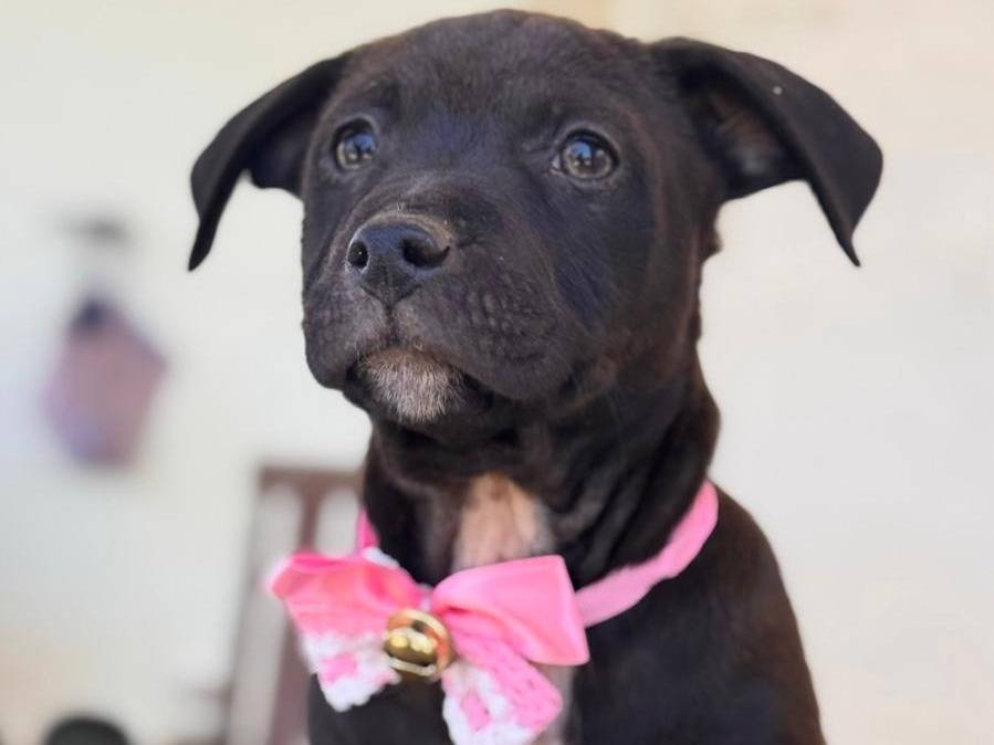 Adotta un cane, femmina, 2 mesi, Lecce