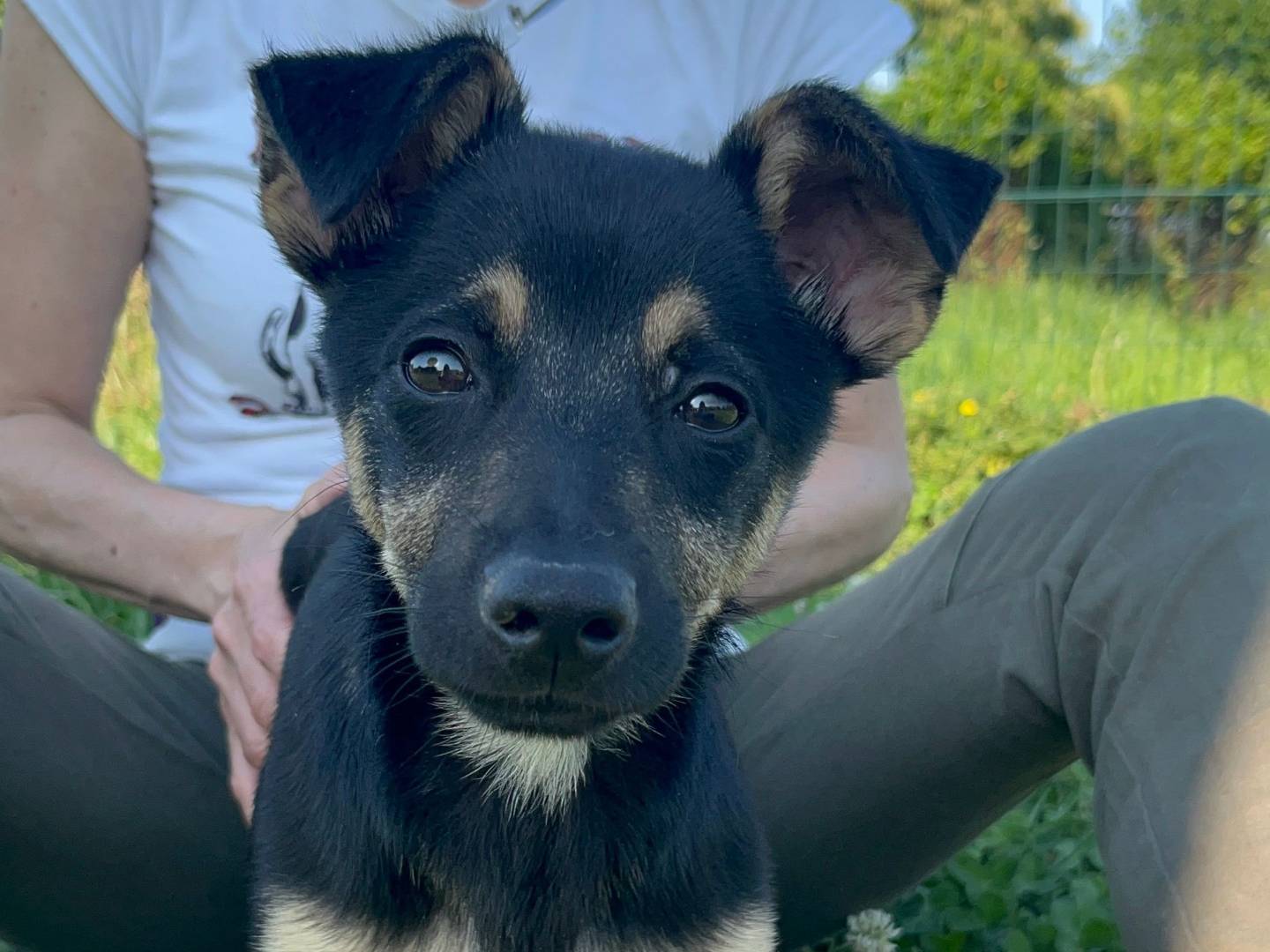 Adozione cane, maschio, Razza sconosciuta Razza sconosciuta, 4 mesi, taglia piccola, Milano