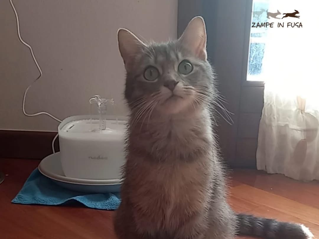 Adozione gatto, femmina, Razza sconosciuta Razza sconosciuta, 1 anno e 1 mese, taglia non valida, Brescia