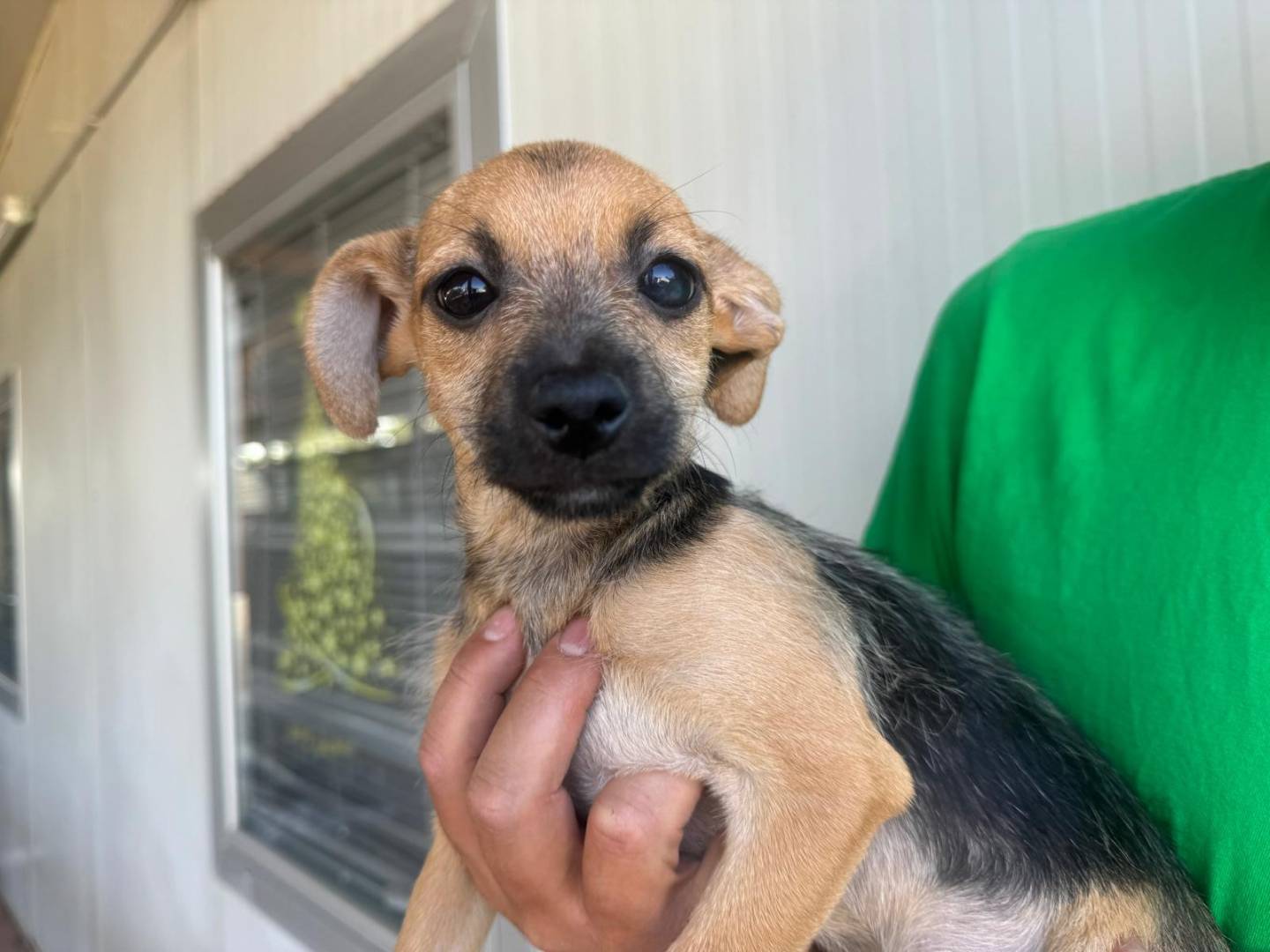 Adozione cane, femmina, Razza sconosciuta Razza sconosciuta, 7 mesi, taglia media contenuta, Varese