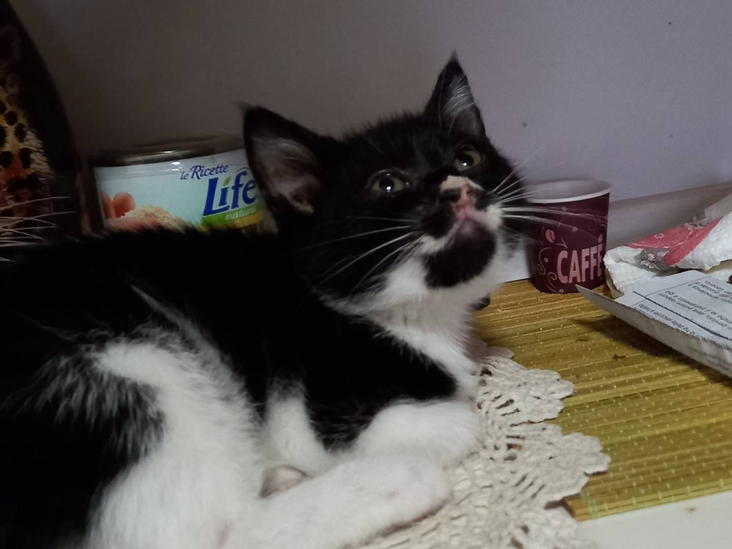 Adozione gatto, femmina, Razza sconosciuta Razza sconosciuta, 3 mesi, taglia non valida, Napoli