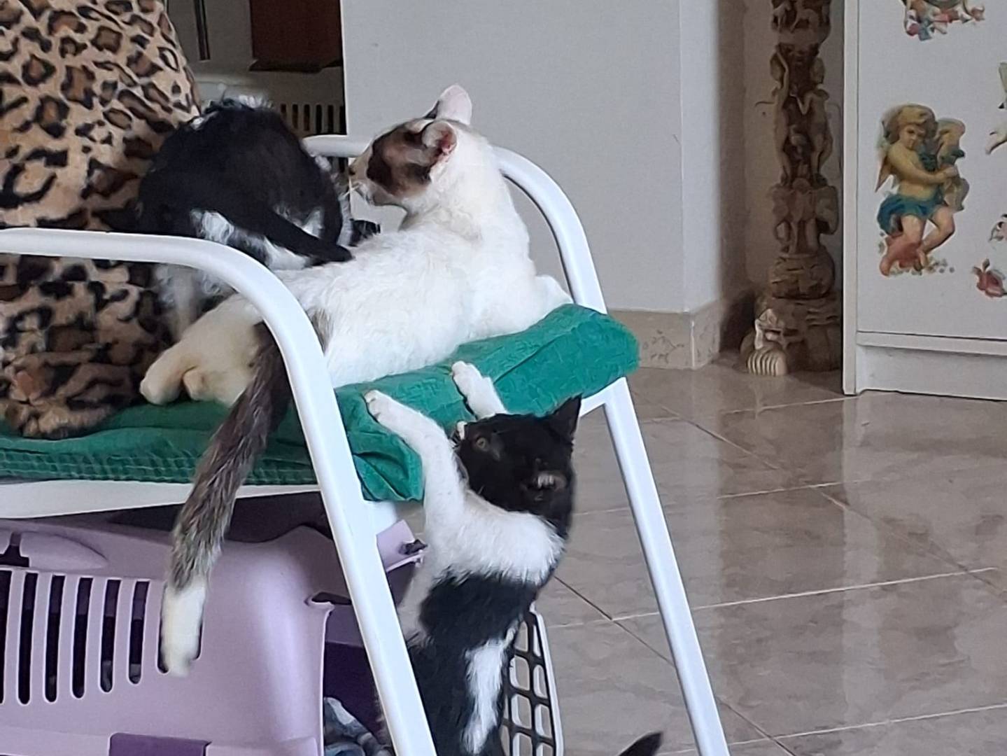 Adotta un gatto, femmina, 3 mesi, Napoli