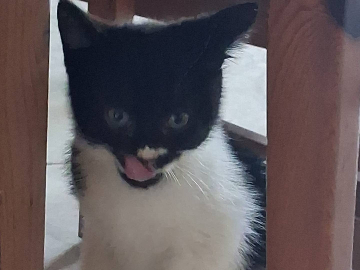 Adotta un gatto, taglia non valida, femmina, Napoli