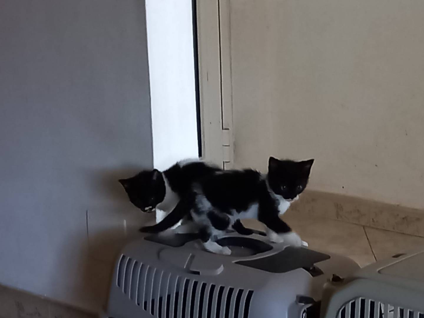 Vuoi adottare un gatto a Napoli?