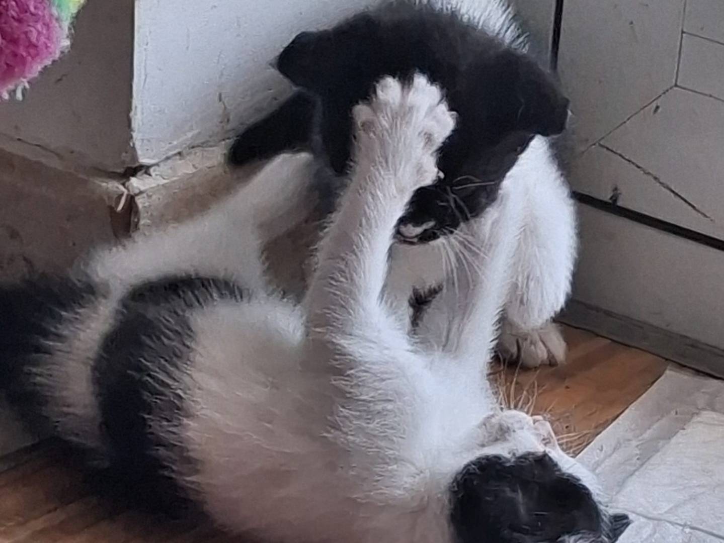 Adotta il gatto Signorina a Napoli