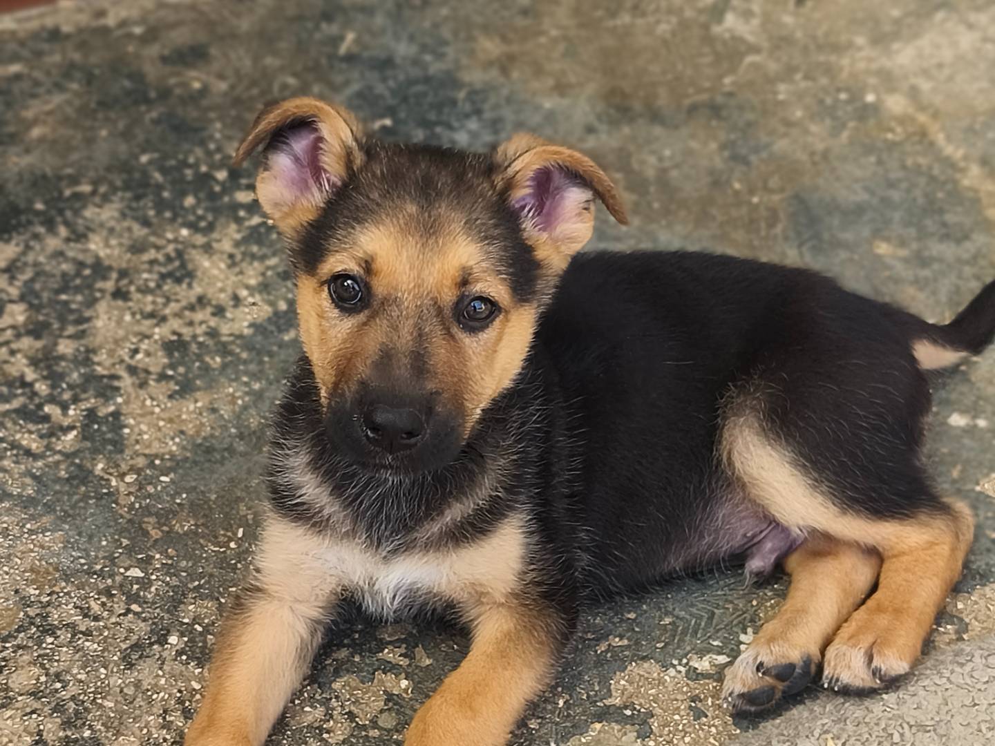 Adozione cane, maschio, Razza sconosciuta Razza sconosciuta, 2 mesi, taglia media contenuta, Bari
