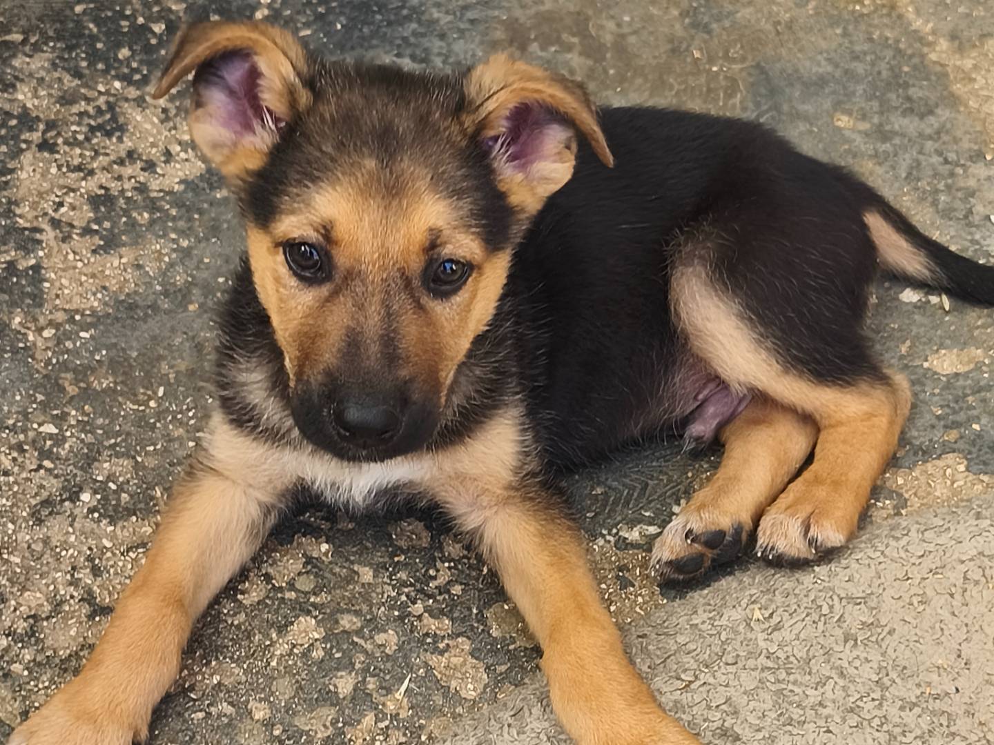 Adotta un cane, maschio, 2 mesi, Bari