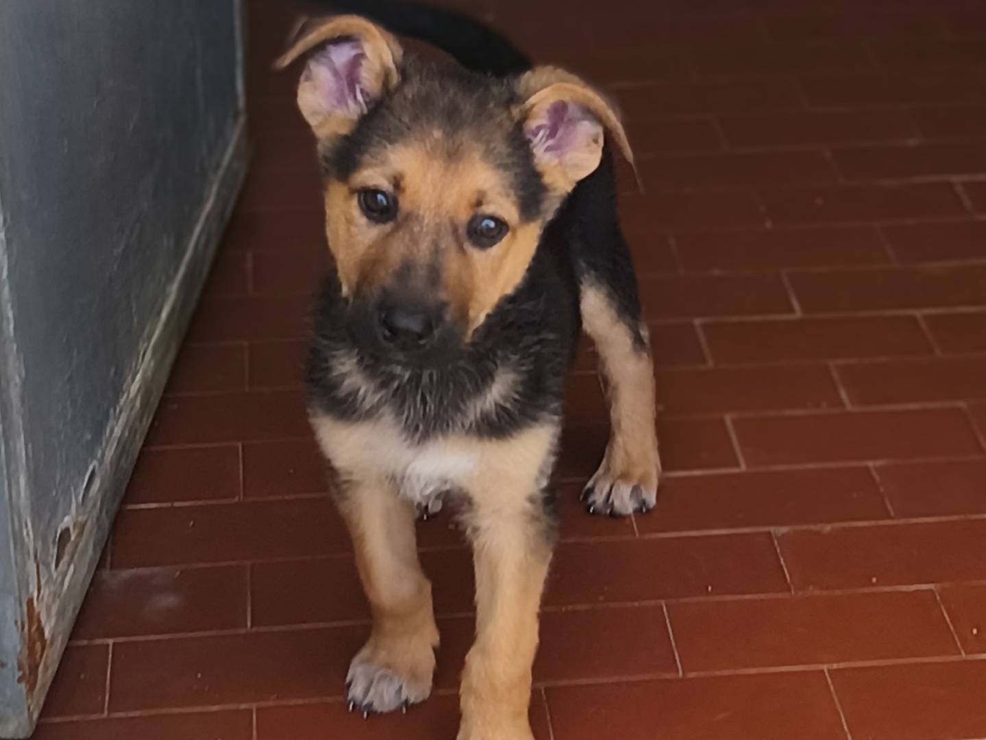 Adotta un cane, taglia media contenuta, maschio, Bari