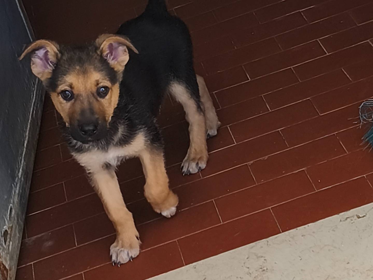 Vuoi adottare un cane a Bari?
