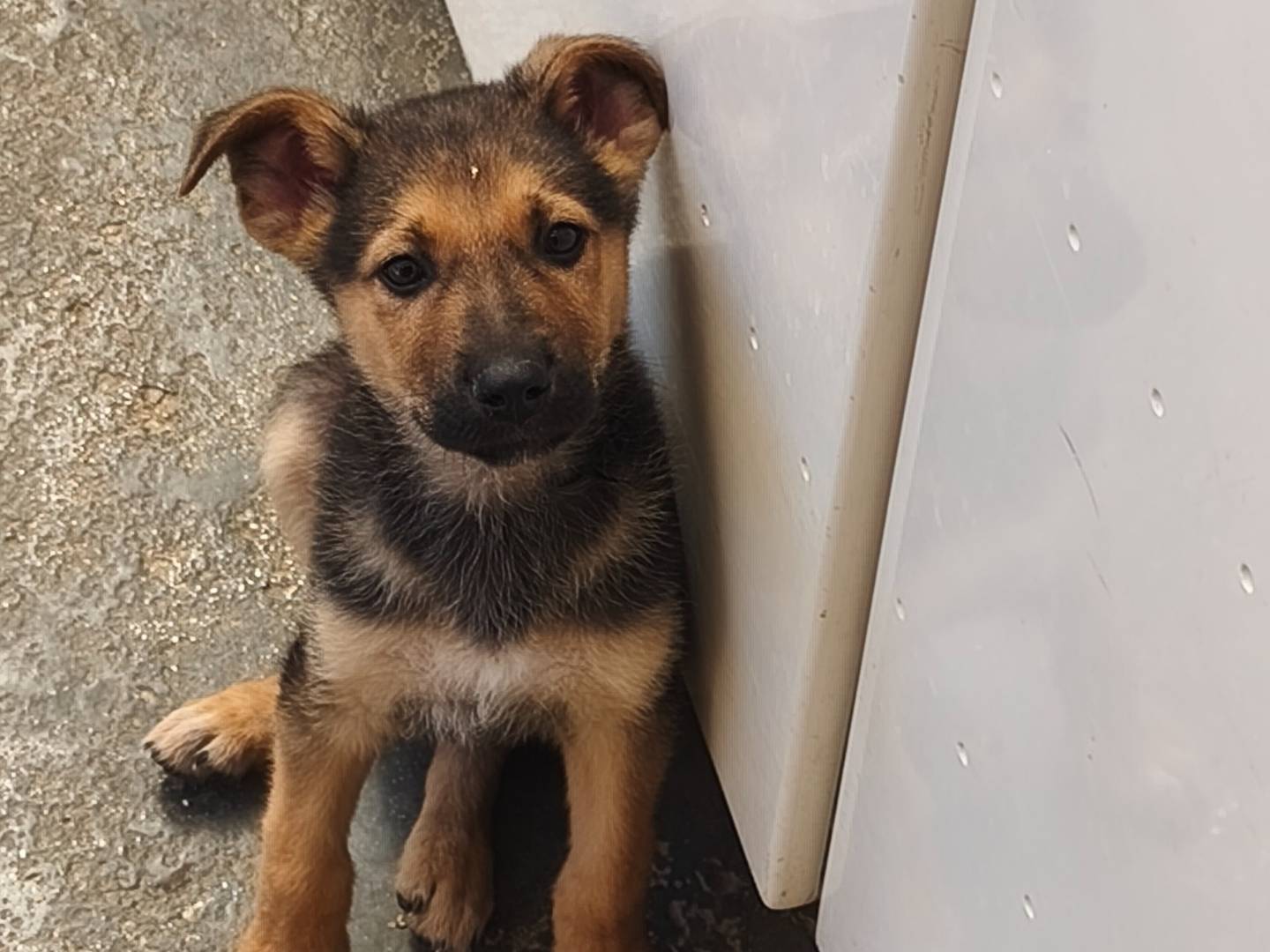 Adotta il cane Kody a Bari