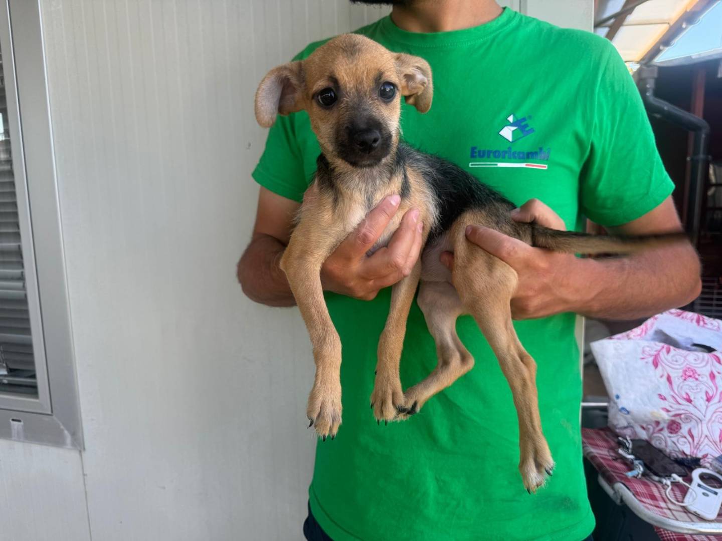 Adotta un cane, femmina, 4 mesi, Varese