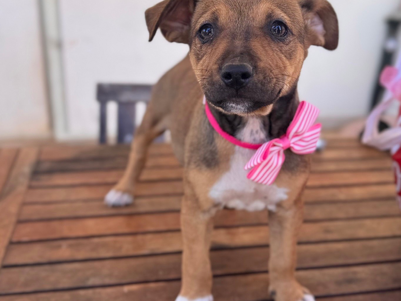 Adotta un cane, taglia media, femmina, Lecce
