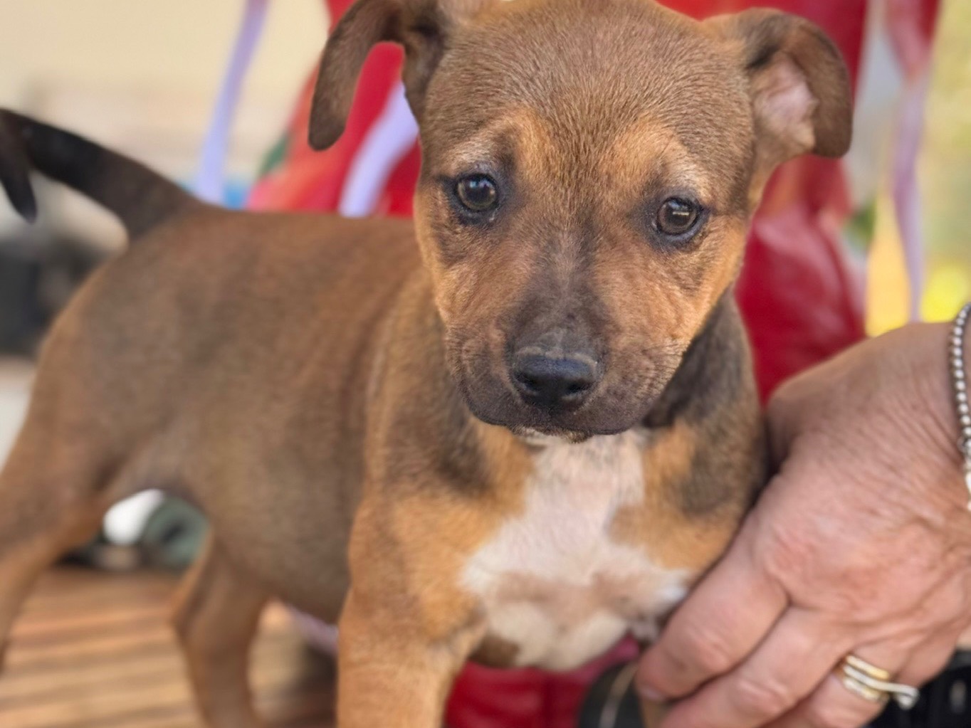 Adozione cane, femmina, Amstaff Razza sconosciuta, 3 mesi, taglia media, Lecce