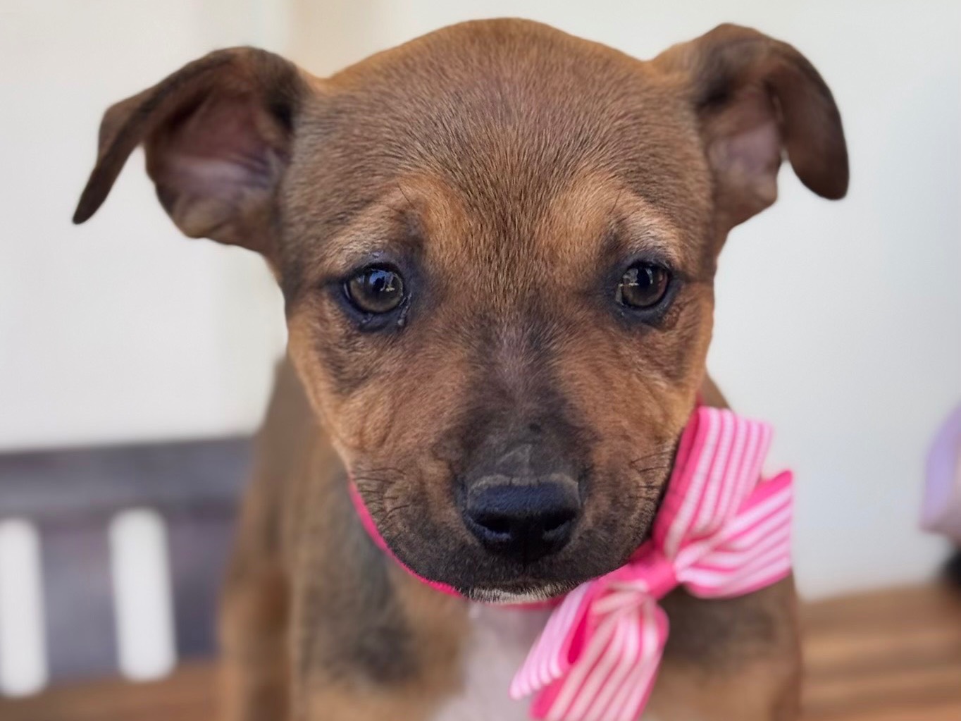 Adotta un cane, femmina, 3 mesi, Lecce