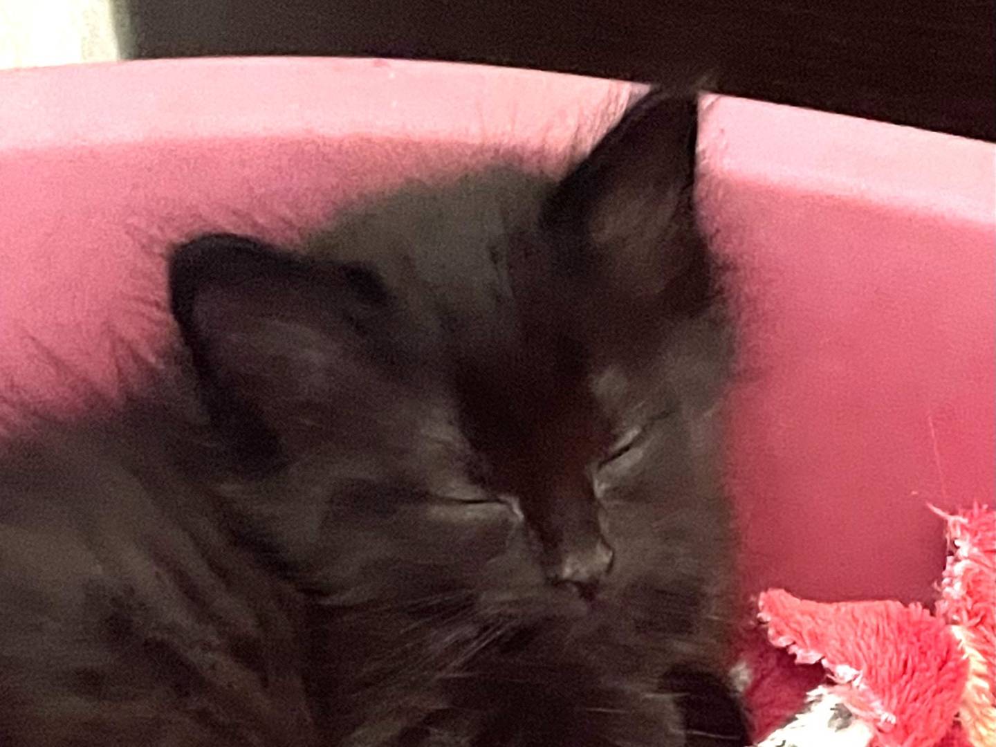 Adozione gatto, maschio, Razza sconosciuta Razza sconosciuta, 2 mesi, taglia non valida, Varese