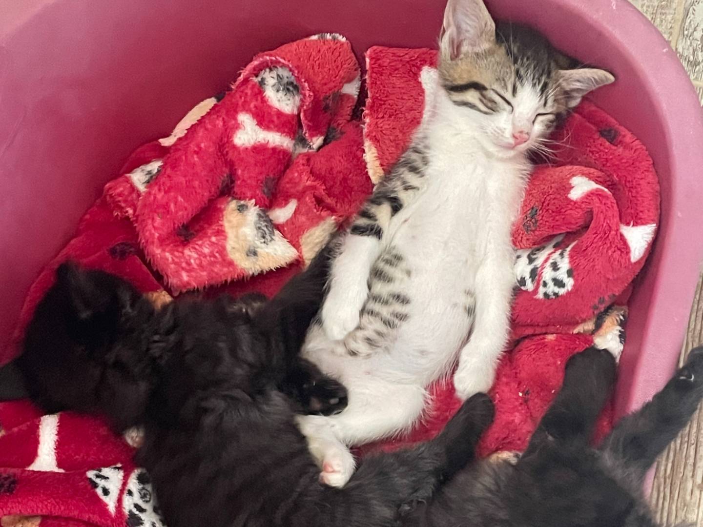 Adotta un gatto, maschio, 2 mesi, Varese