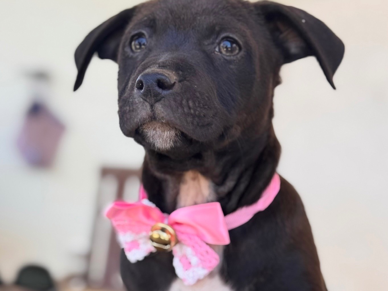 Adozione cane, femmina, Amstaff Razza sconosciuta, 3 mesi, taglia media, Lecce